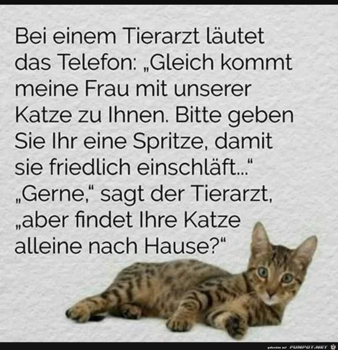 bei einem Tierarzt bei einem Tierarzt