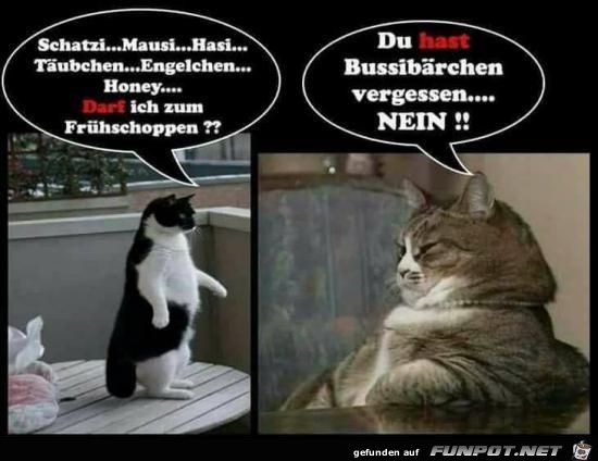 schatzi schatzi
