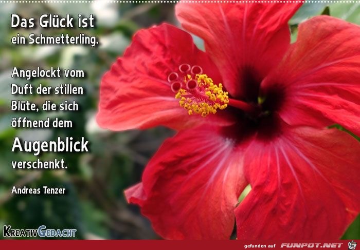 das glueck ist ein schmetterling das glueck ist ein schmetterling