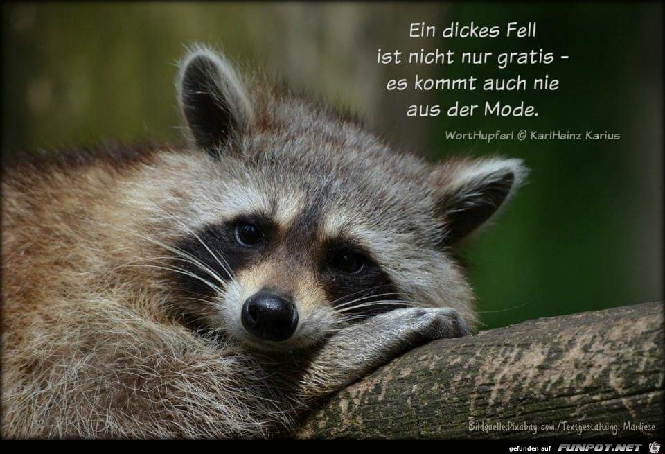 ein dickes fell