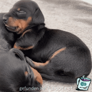 Müder Welpe rollt umher Müder Welpe rollt umher