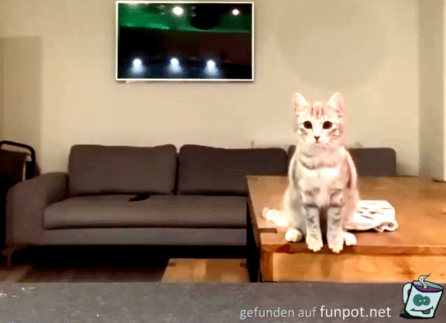 Katze wird im Sprung abgefangen Katze wird im Sprung abgefangen