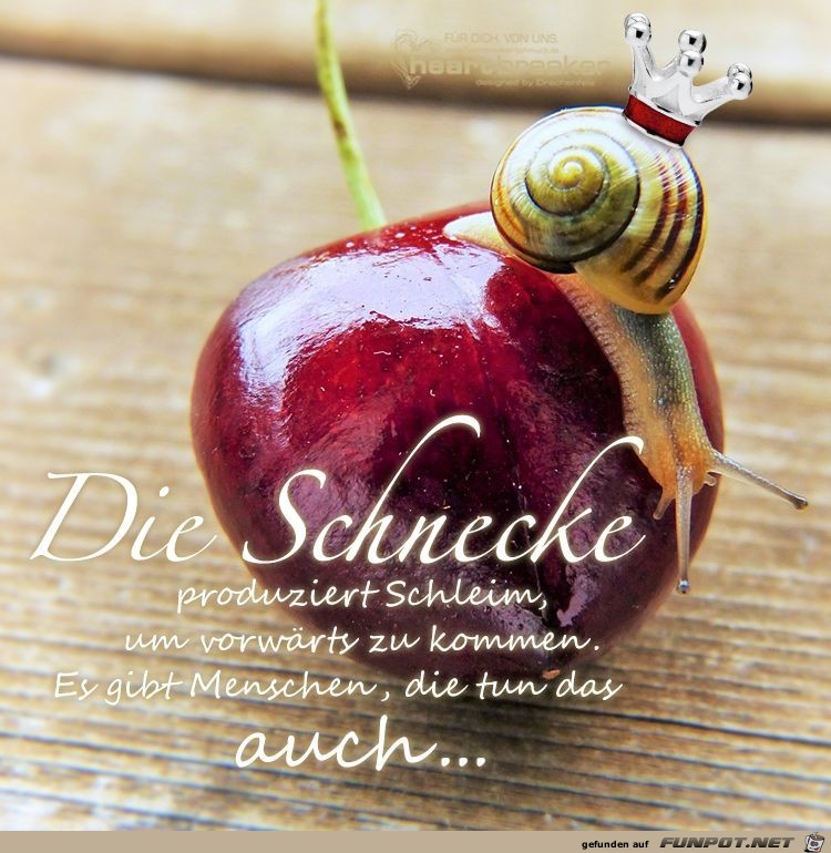 die Schnecke die Schnecke