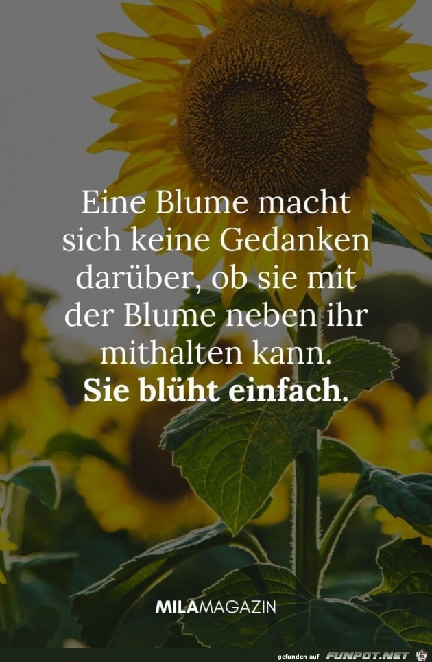 eine Blume macht sich keine Gedanken