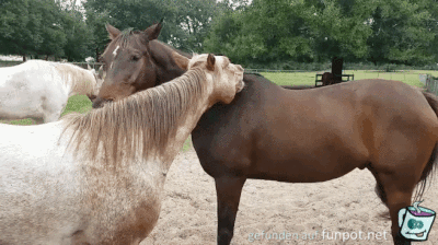 Pferde kratzen sich gegenseitig