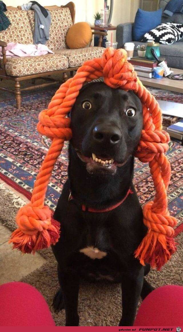 Dieser Hund sieht lustig aus