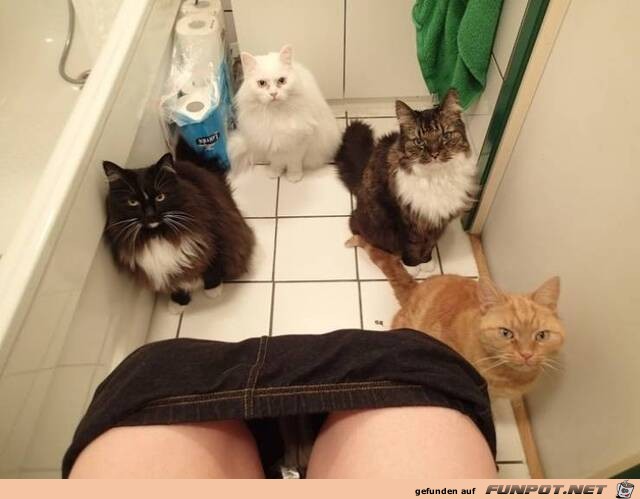 Auf dem Klo von Katzen beobachtet Auf dem Klo von Katzen beobachtet