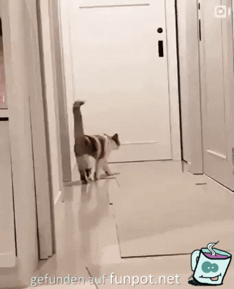 Kurzer Katzen-Kampf Kurzer Katzen-Kampf