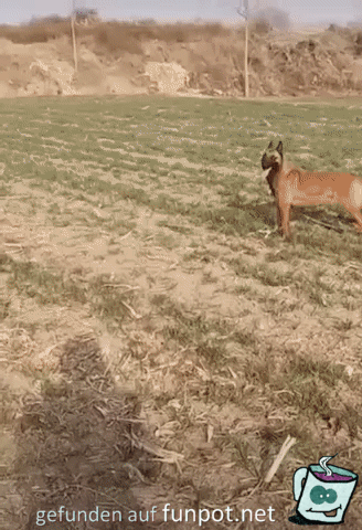 Such den Ball Such den Ball