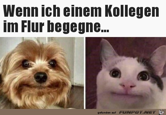 Wenn ich einem Kollegen begegne Wenn ich einem Kollegen begegne