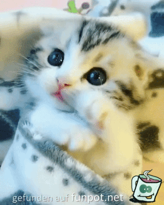 Super niedliche kleine Katze Super niedliche kleine Katze