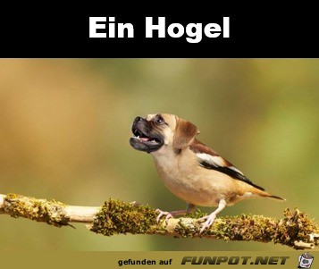 Ein Hogel Ein Hogel