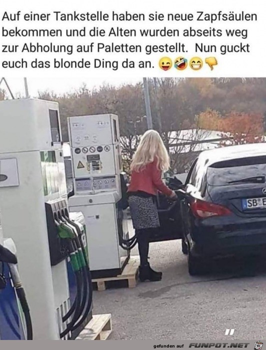Dumpfmeise tankt Dumpfmeise tankt