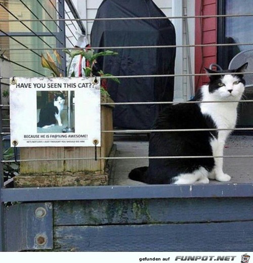 Hast du diese Katze gesehen? Hast du diese Katze gesehen?