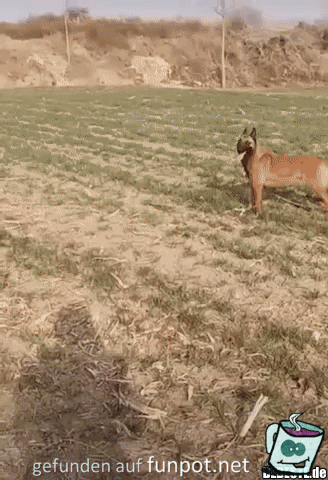 Suche den Ball Suche den Ball
