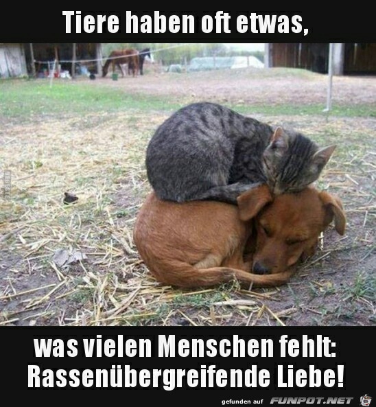 Rassenbergreifende Liebe !