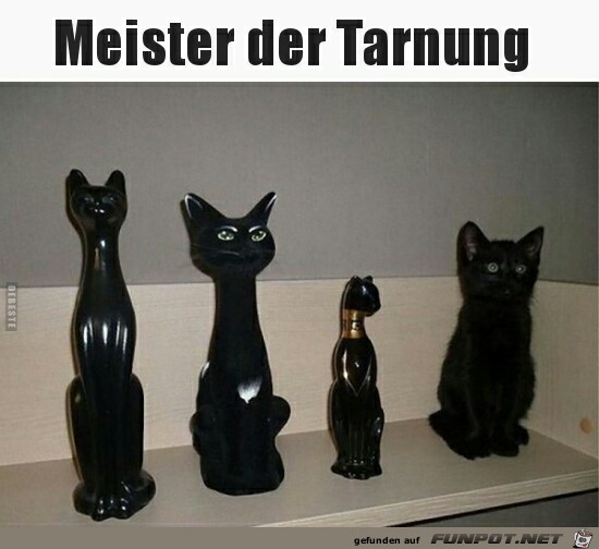 Meister der Tarnung Meister der Tarnung