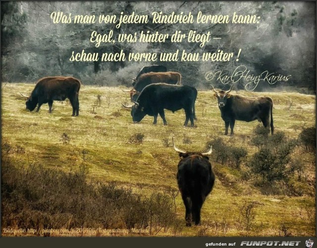 was man jedem rindvieh was man jedem rindvieh
