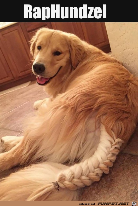 Hund mit hübschem Zopf Hund mit hübschem Zopf