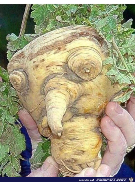 Wurzel Wurzel