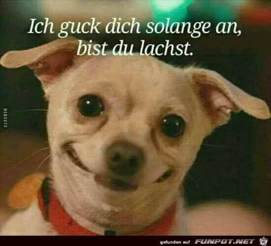 Ich guck dich so lange an bis du lachst