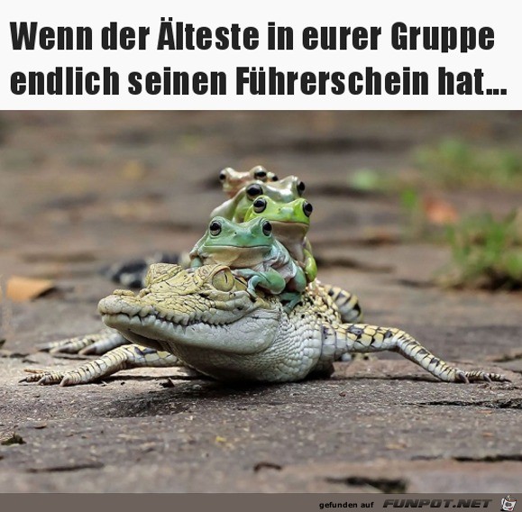 Endlich den Führerschein bekommen Endlich den Führerschein bekommen