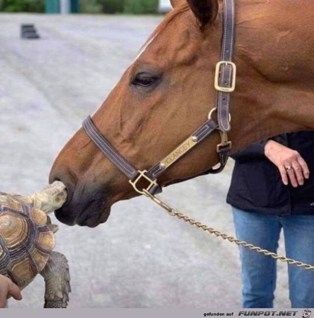 Passt genau rein