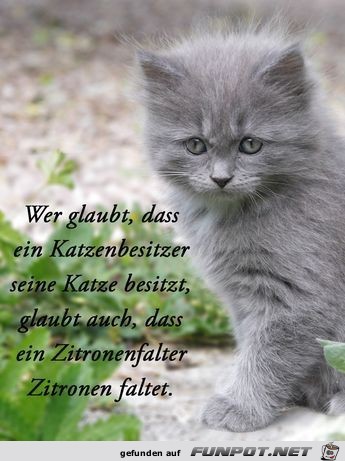 wer glaubt dass katzenbesitzet