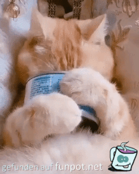Lustige Katze frisst aus Dose