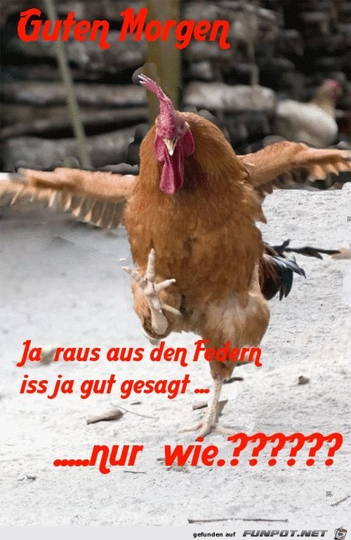 Raus aus den Federn Raus aus den Federn