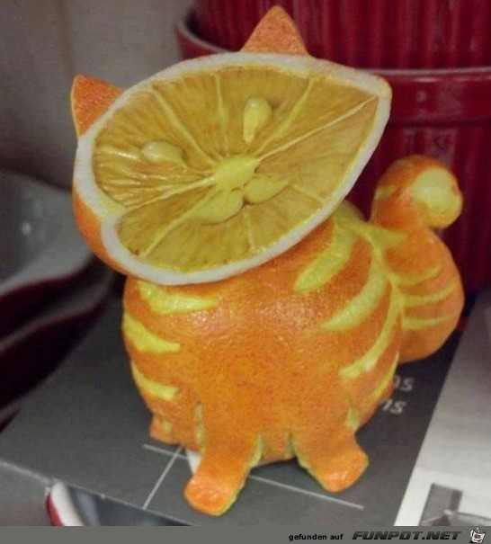 Zitrusfrucht-Katze