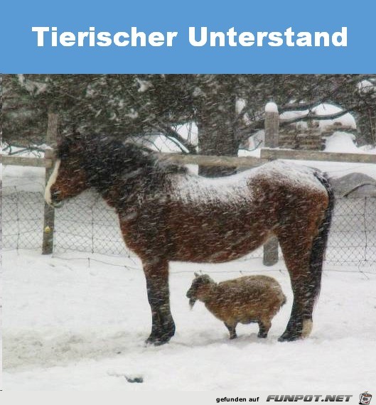 Tierischer Unterstand