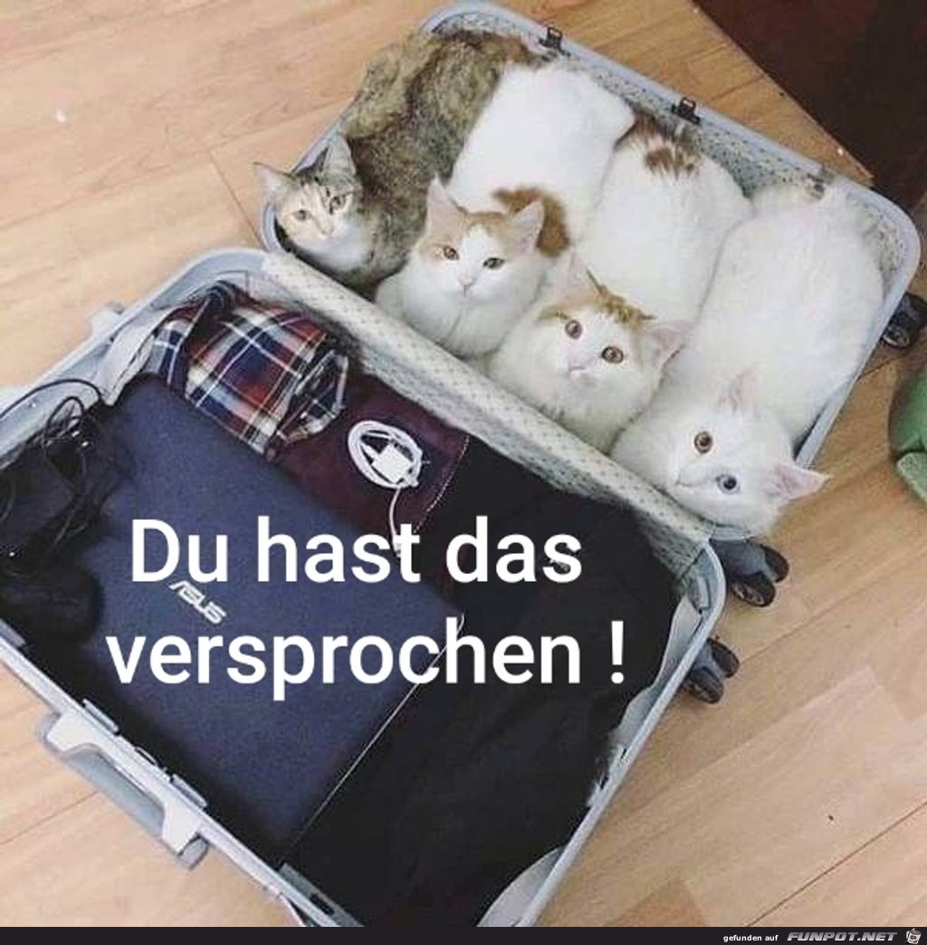 Du hast es versprochen ! Du hast es versprochen !
