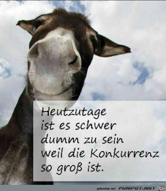 Heutzutage ist es schwer dumm zu sein Heutzutage ist es schwer dumm zu sein
