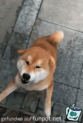 Lustiger Hundeblick Lustiger Hundeblick