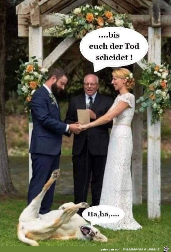 Da lachen ja die Hunde