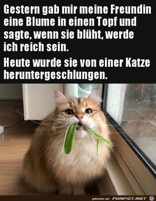 Wenn sie blüht werde ich reich Wenn sie blüht werde ich reich