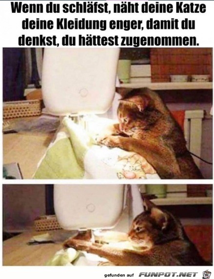 Die Katze näht nachts die Klamotten enger Die Katze näht nachts die Klamotten enger