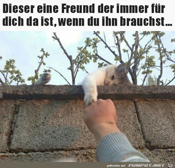 Dieser eine Freund