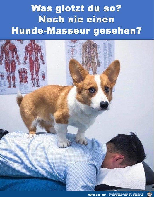 Noch nie einen Hunde-Masseur gesehen?