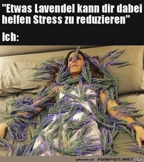 Etwas Lavendel beruhigt Etwas Lavendel beruhigt