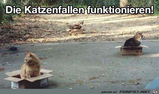 die Katzenfallen funktionieren