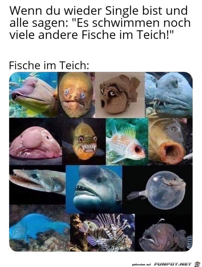 Die anderen Fische im Teich