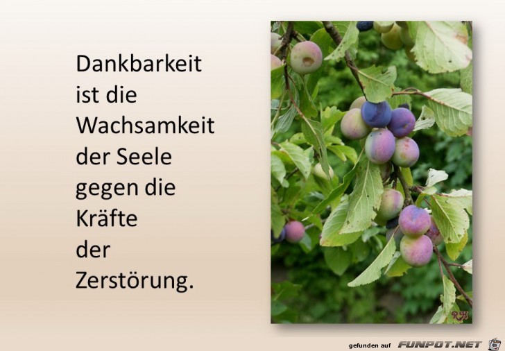 dankbarkeit ist die Wachsamkeit dankbarkeit ist die Wachsamkeit
