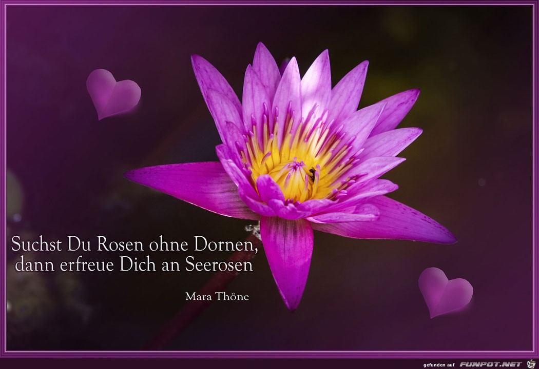 Suchst du Rosen Suchst du Rosen