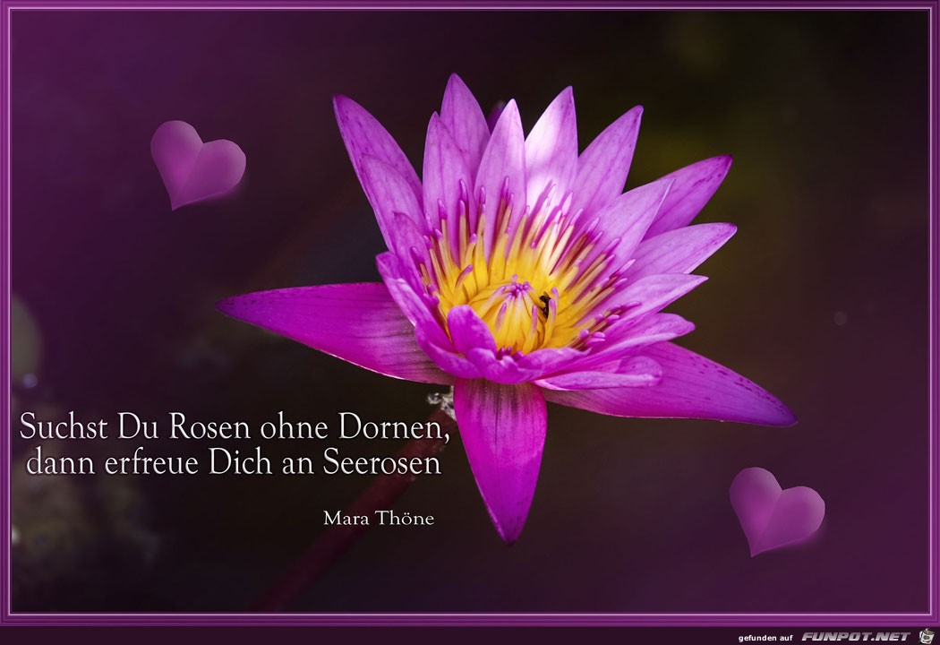 Suchst du Rosen