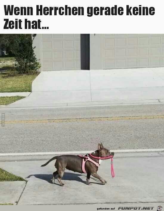 Wenn Herrchen gerade keine Zeit hat Wenn Herrchen gerade keine Zeit hat