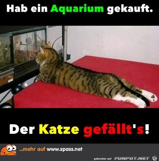 Hab ein Aqarium gekauft