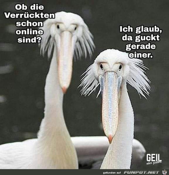 Ob die Verrckten schon online sind ?