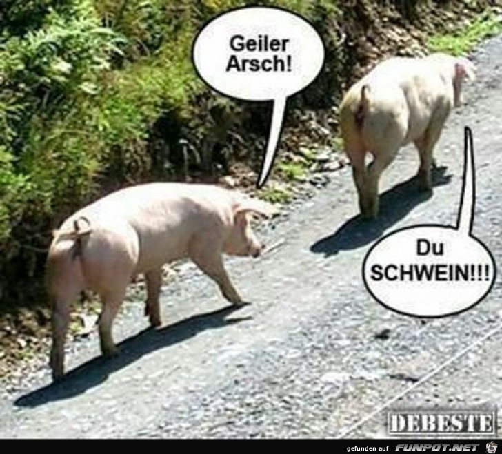 Schweine unter sich